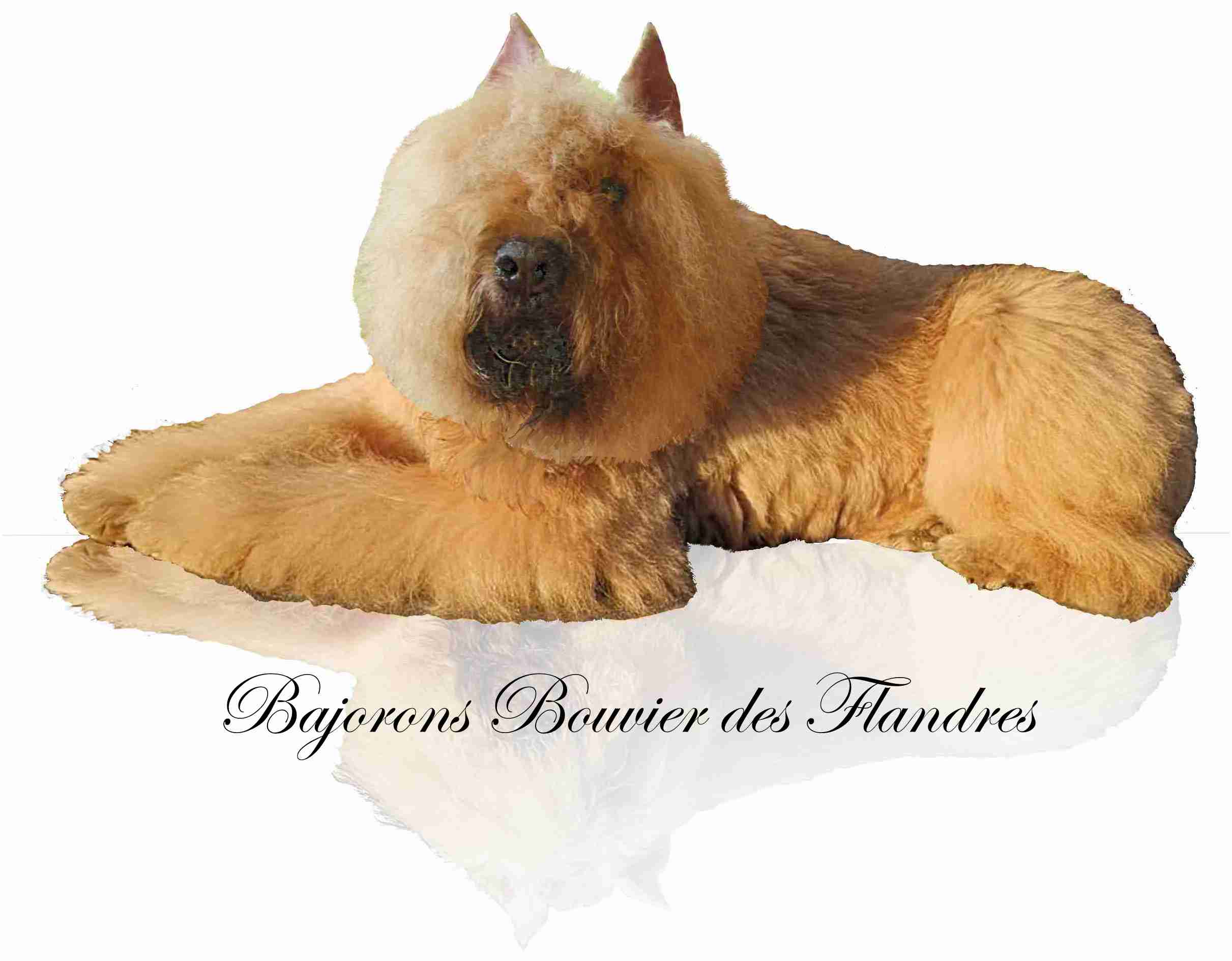 Bajoron Bouvier des Flandres Please Click to Enter